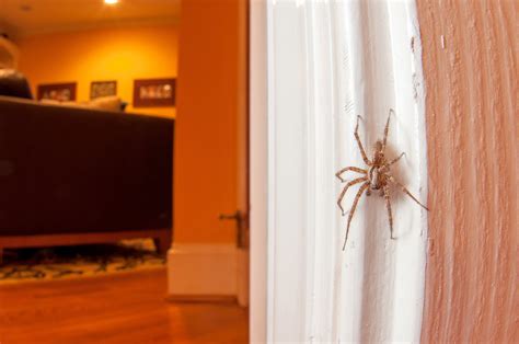 Should I kill spiders in my home? Entomologist explains